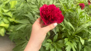 Секрет от опытного садовода: как борная кислота запускает цветение, если применить до 10 июня