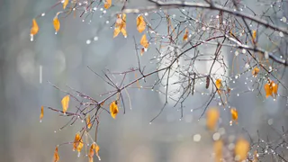 9 октября в Пензенской области прогнозируют снег с дождем