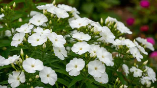 Белая пена цветов до самых морозов: волшебный многолетник, который закроет неприглядные места на участке