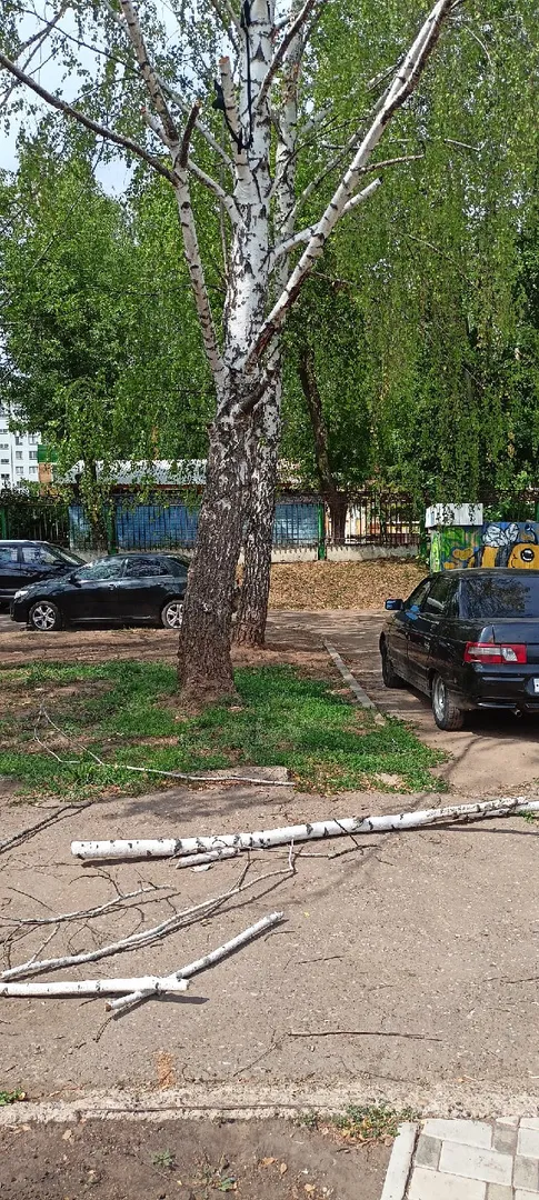 В Нижнекамске на головы людей и автомобили падают ветви деревьев
