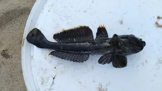 Жители Новозыбкова обсуждают интересный улов местного рыбака из реки Ипуть