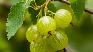 Золотые правила ухода за крыжовником, о которых молчат садоводы: на выходе - витаминная бомба слаще меда