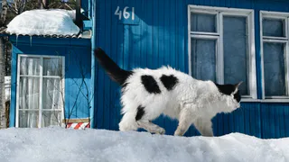 Наказывать будут жестко: 2 растения на даче, за которые будут оштрафовать на большую сумму 
