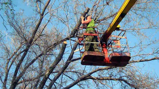 В Рязани спилили 122 аварийно-опасных дерева