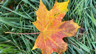 14 октября погода в Коми продолжит ухудшаться