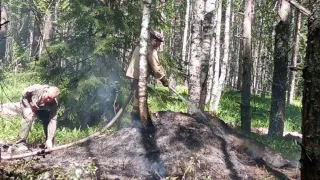 В Чувашии сутки пытаются потушить лес, вспыхнувший от удара молнии