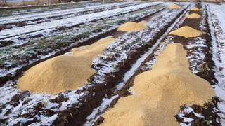 Обычая крупа заменяет тонну навоза. Рассыпаю зимой по снегу, весной удобрения не покупаю