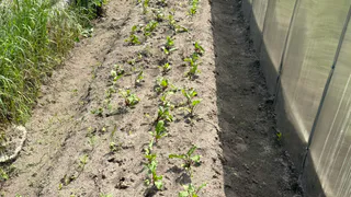 Рассыпаю 1 пачку дешёвой крупы по грядкам – почва становится как пух: дорогой навоз больше не пригодился ни разу