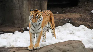 В Рязани из дома в Дягилево сбежал тигр