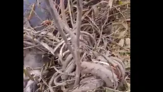 Под Рязанью лось попытался напасть на куст, но в итоге умер