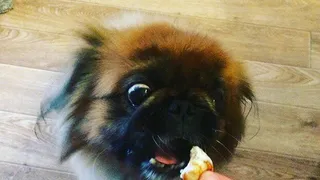 Instagram рязанцев: "тихая охота", милый попрошайка и картина в странном месте