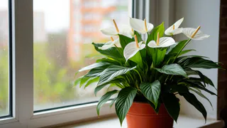 1 стакан под корень – и спатифиллум мощнее яхты Абрамовича: выпустит десятки белоснежных парусов на радость домочадцам