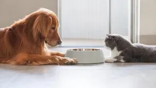 Быстро чистим квартиру от кошачьей и собачьей шерсти