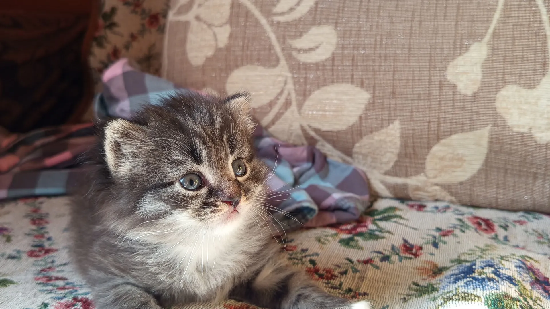 Учёные узнали, каких людей на самом деле любят кошки, и дело даже не в еде