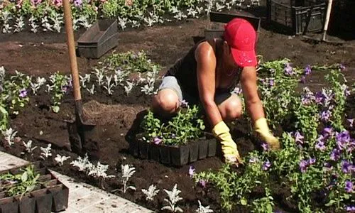 В Нижнекамске на цветники потратят 7,1 млн рублей