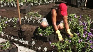 В Нижнекамске на цветники потратят 7,1 млн рублей