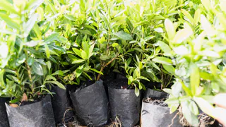 Удобрение для рассады перца: секрет крепких растений