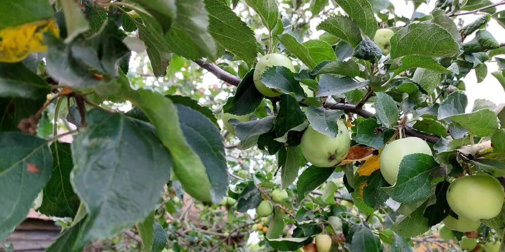 Жителей Пензы приглашают принять участие в восстановлении яблоневого сада в «Тарханах»
