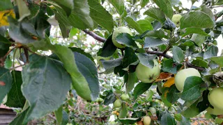 Жителей Пензы приглашают принять участие в восстановлении яблоневого сада в «Тарханах»