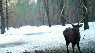 В национальном парке "Мещерский" стадо пятнистых оленей легко уживается с дикими кабанами