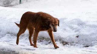 На рязанку напала стая из 10 собак на площади Мичурина