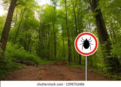 Клещи в России начали разносить еще одну заразу