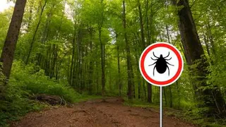Клещи в России начали разносить еще одну заразу