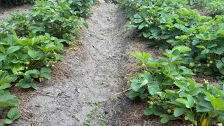 Посыпаю у грядок — и муравьи не успевают даже пощады попросить: как с ними бороться, если атакуют клубнику