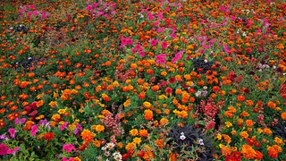 Неприхотливые и красивые цветы для вашего сада: отличные альтернативы петунии