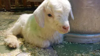 В рязанском "Трогательном зоопарке" родился козленок