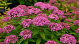 Посадите осенью — получите море цветов летом: неприхотливая спирея японская