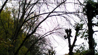 На улице Крупской ветхие деревья рискуют упасть на головы прохожих