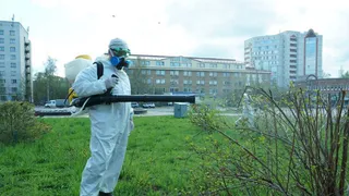 В Сыктывкаре приступили к масштабной борьбе с клещами