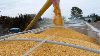 Экспорт сельхозпродукции из Брянской области существенно вырос