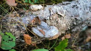 Жителя Усинска наказали за сбор галлюциногенных грибов