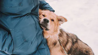 Дай лапку: Марго, Белка и Честер ищут хозяев