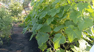 Лучшие подкормки для огурцов летом 2025: даже хилые вмиг заплодоносят и завалят урожаем