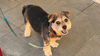 Не грызут мебель и не воняют псиной: три самые аккуратные породы собак - идеальны для квартиры и дачи