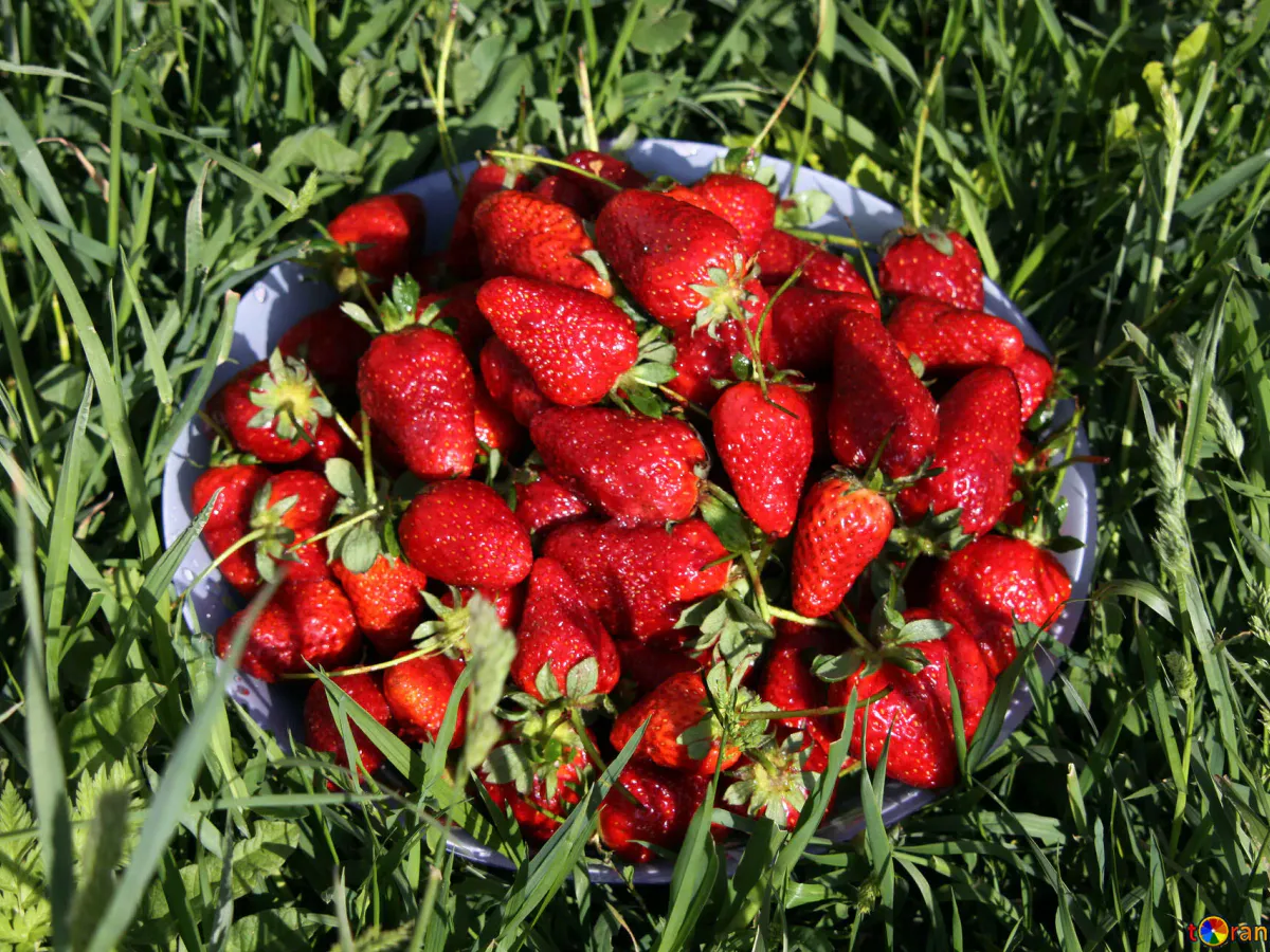 Собираю по бочке клубники с одного куста: сыплю этот порошок на грядки и получаю +200% к урожаю