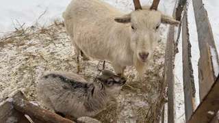 В Рязанской области поголовье овец и коз уменьшилось на 59 процентов