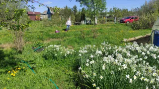 За эти растения на даче оштрафуют на 50 тысяч или арестуют на 15 суток: картофель в списке