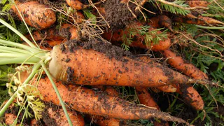 Морковь сразу пойдёт в рост: в июле полейте грядку таким раствором — богатый урожай уже ждет вас