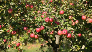 Закопайте 3 шт. под яблоней – яблоки мешками собирать будете: лайфхак для хитрых дачников