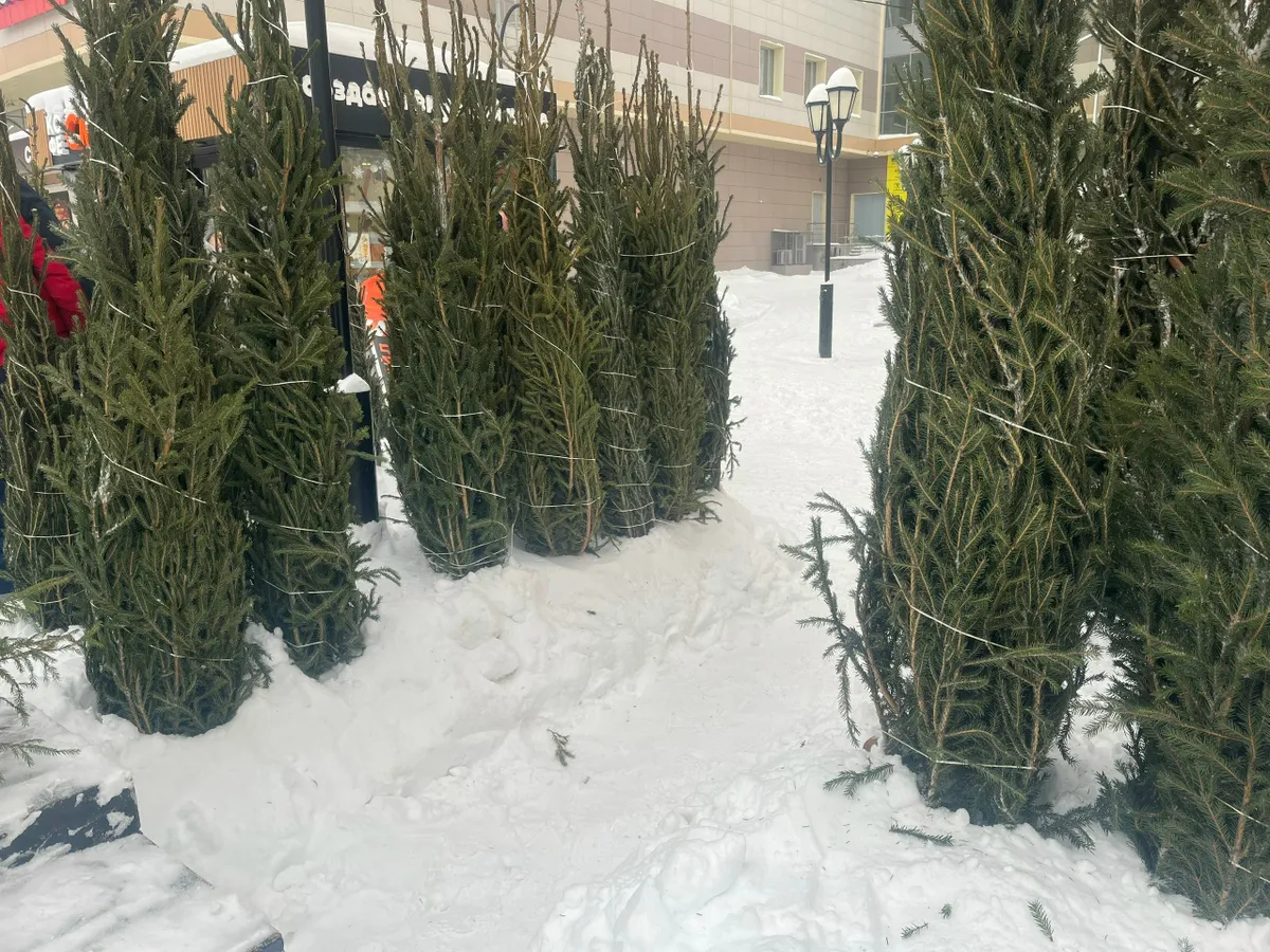 Жителям Челябинской области напомнили о грамотной утилизации новогодних елей