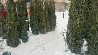 Жителям Челябинской области напомнили о грамотной утилизации новогодних елей