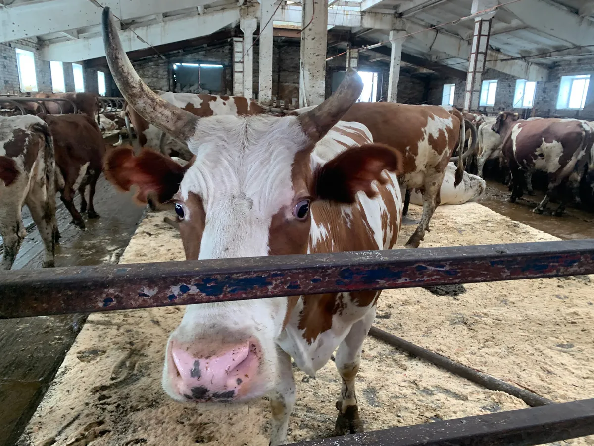 Челябинская область делает ставку на молодых специалистов сельского хозяйства