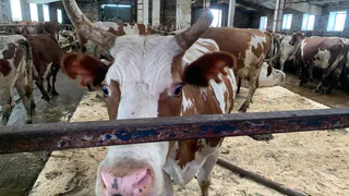 Финансирование на животноводство вырастет до 180 миллионов рублей в Челябинской области