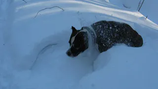 Глава Коми Владимир Уйба рассказал, что 2 года назад взял из приюта собаку