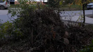 Лежат уже месяц: на Белякова не убирают ветки, спиленные еще в августе