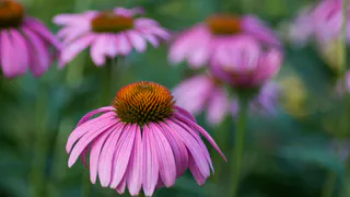 Эти 3 многолетника цветут с мая до заморозков — посадил один раз и забыл про уход на годы